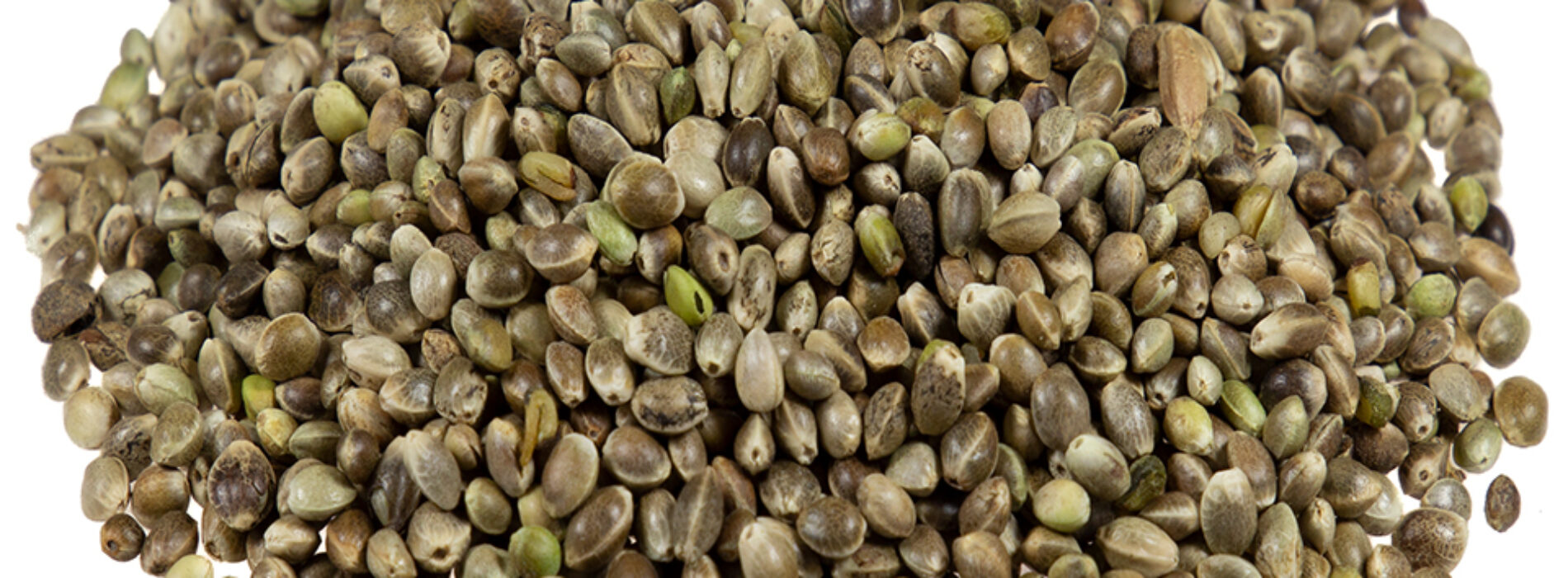 Bank nasion Female Seeds